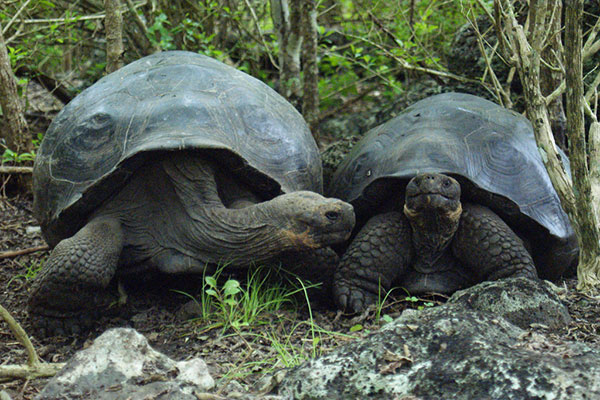 galapagos-turtles